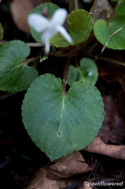 Leaf